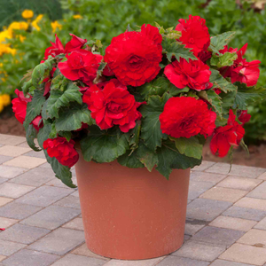 Begonia 'Majestic Red'