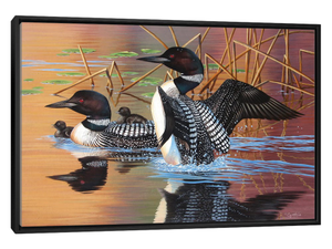 Loon Family
