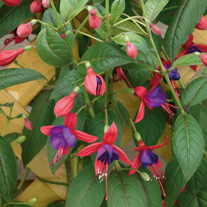 Fuchsia 'Climbing Lady Boothby'