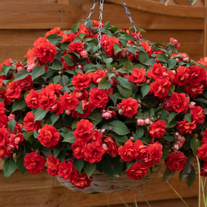 Busy Lizzie 'Double Bright Red'
