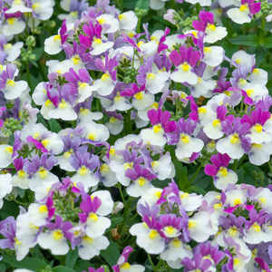 Nemesia 'Melody Aria'