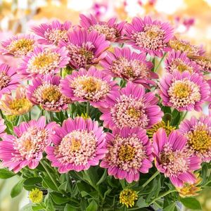 Osteospermum Dalina 'Double Pink'