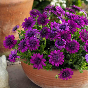 Osteospermum Dalina 'Double Purple'
