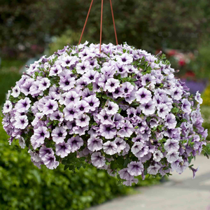 Petunia Surfinia 'Blue Vein'