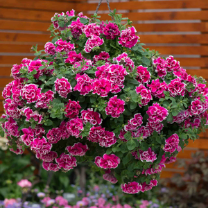 Petunia 'Tumbelina Anna'