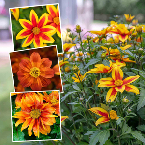 Bidens Collection