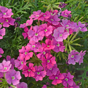 Verbena 'Vera Pink'