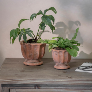 Albourne Planter