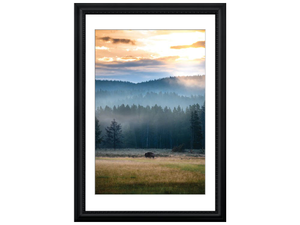 Bison Sunrise