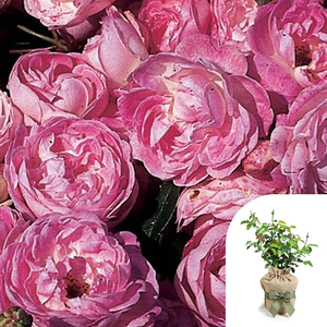 Rose Pearl Wedding 30th Anniversary 4L GW