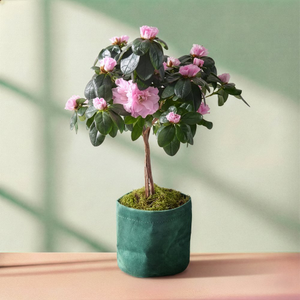 The Blush Pink Azalea Plant