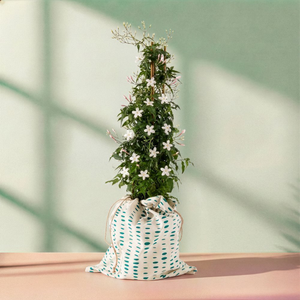 The Scented Jasmine Plant