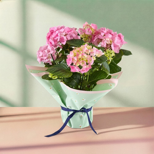 The Mixed Pink Hydrangea Plant