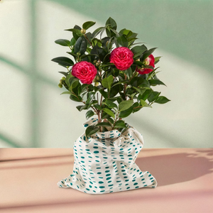 The Deep Pink Camellia Plant
