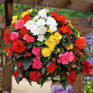 Begonia Nonstop F1 Select Mixed x24