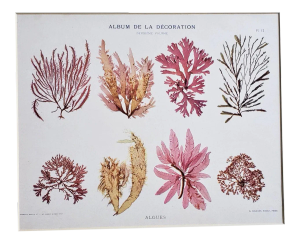 C1900 French Lithograph of Algae