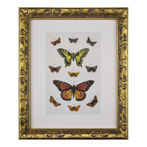 Antique English Butterfly Print C.1900 London