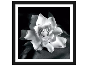 Gardenia