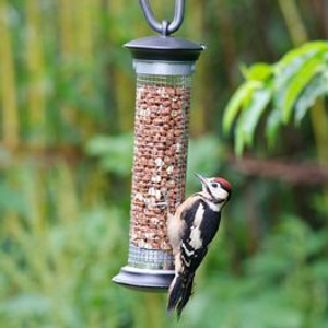 Apollo Peanut Feeder + FREE Peanuts Starter Bundle