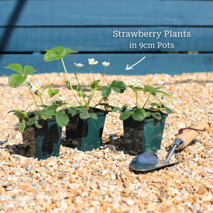 'Elegance' Strawberry Plants
