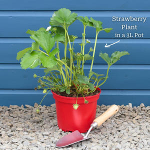 'Malling Supreme' Misted Tip Strawberry (Everbearer) Plants
