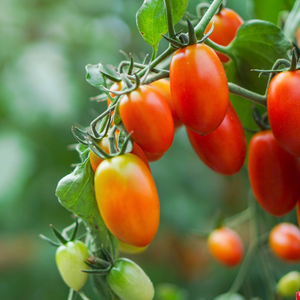 'Santa Victoria' Baby Plum Tomato Plant