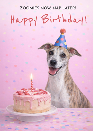 Zoomies Now Nap Later Birthday Card