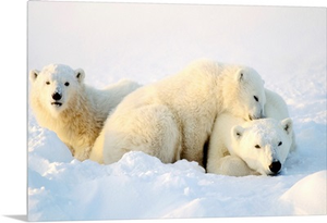 Polar Bears