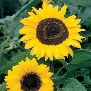 Sunflower Seeds - Collection 