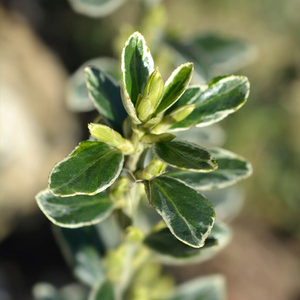 Euonymus 'Susan'