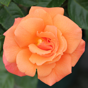 Rosa 'Scent From Heaven'