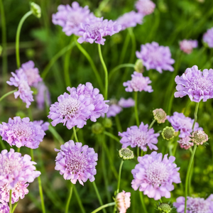 Butterfly Blue Pincushion Flower