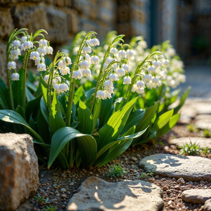 Lily of the Valley