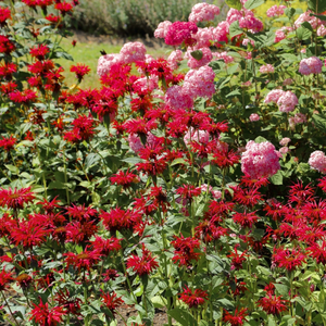 Jacob Cline Bee Balm
