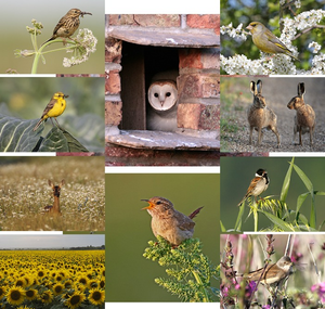 Vine House Farm Greeting Cards