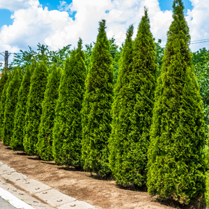 North Pole Arborvitae