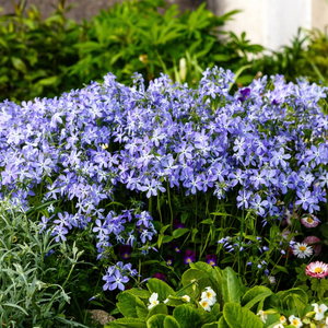 Blue Moon Phlox