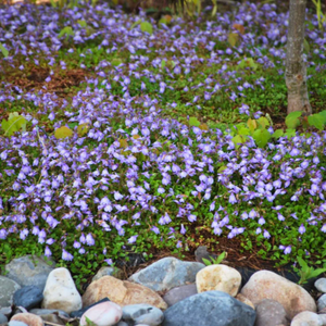 Blue Creeping Mazus