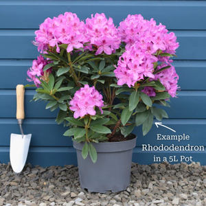 Rhododendron 'Cunningham's White'