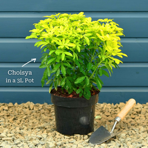 Mexican Orange Blossom | Choisya ternata