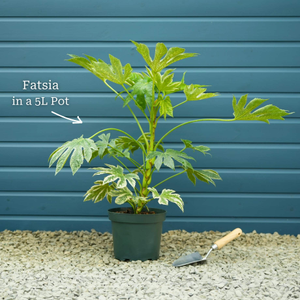 Fatsia japonica 'Spider's Web'®