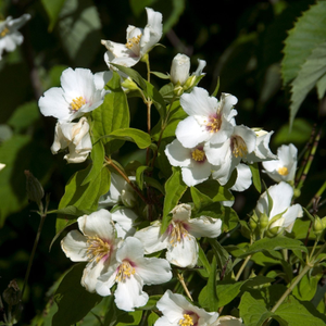 Philadelphus 'Belle Etoile'