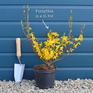 Forsythia 'Flojor'
