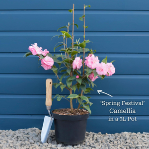 Camellia 'Spring Festival'