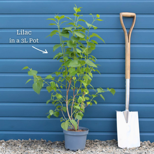 Lilac 'Katherine Havemeyer' | Syringa vulgaris