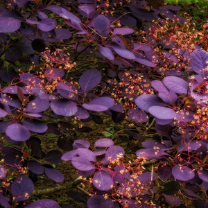 Smoke Tree | Cotinus coggygria 'Royal Purple'