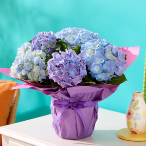 Happy Hydrangea