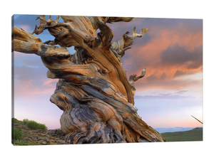 Foxtail Pine Tree, Twisted Trunk Of An Ancient Tree, Sierra Nevada, California III