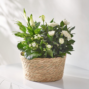 Chic Whites Planter