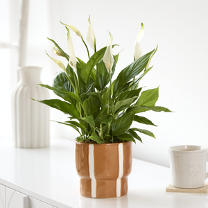 Peace Lily Pot